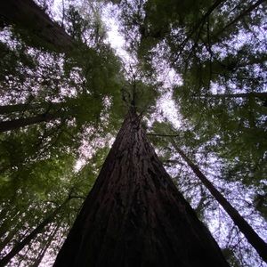 Meet your Posher, Ronin